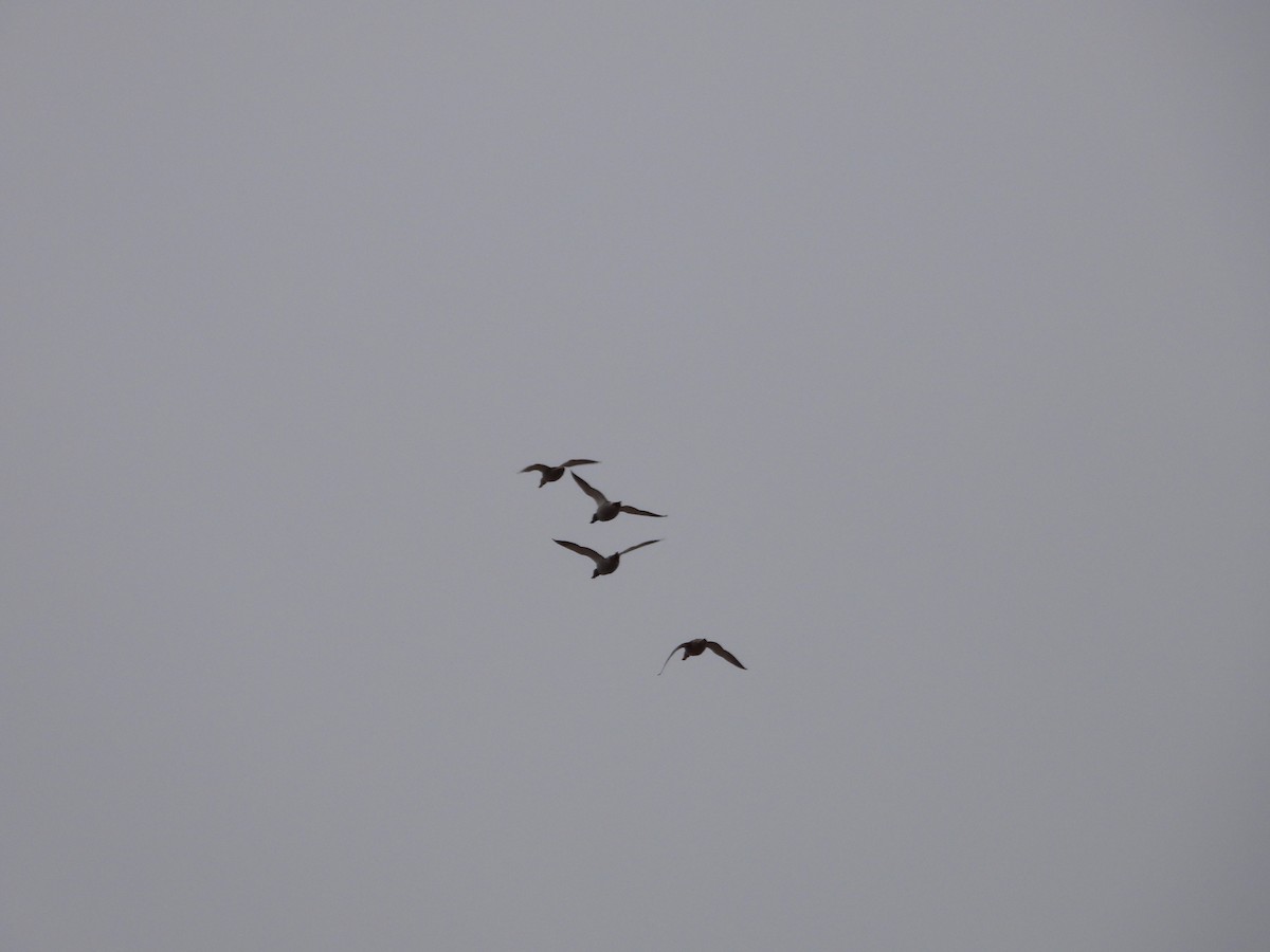 Canard colvert - ML646602421