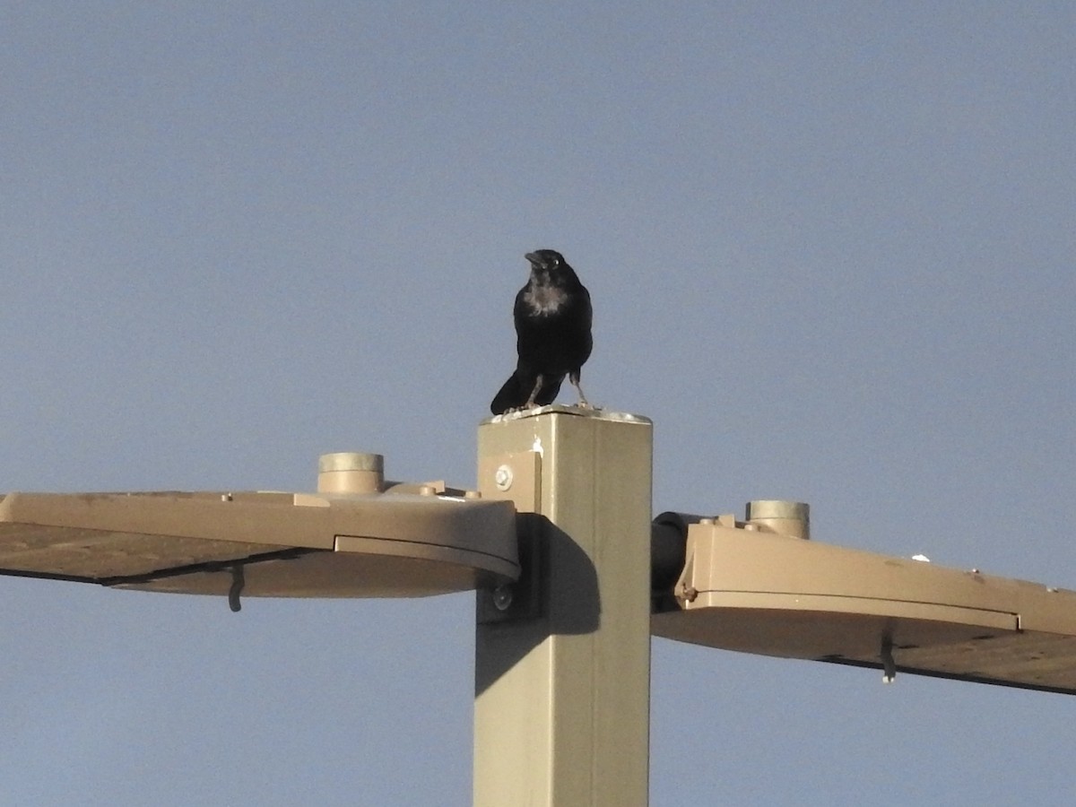 Quiscale à longue queue - ML646602422