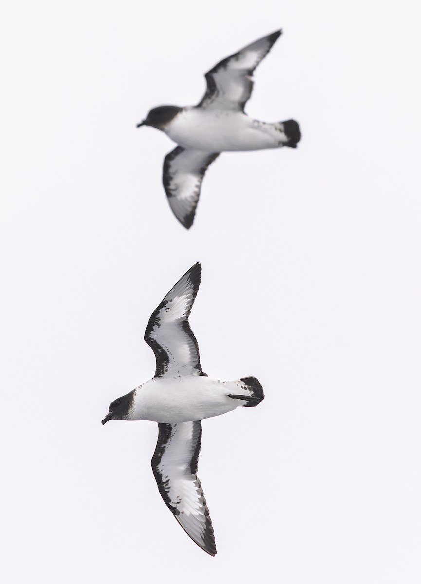 Damier du Cap (capense) - ML646602425