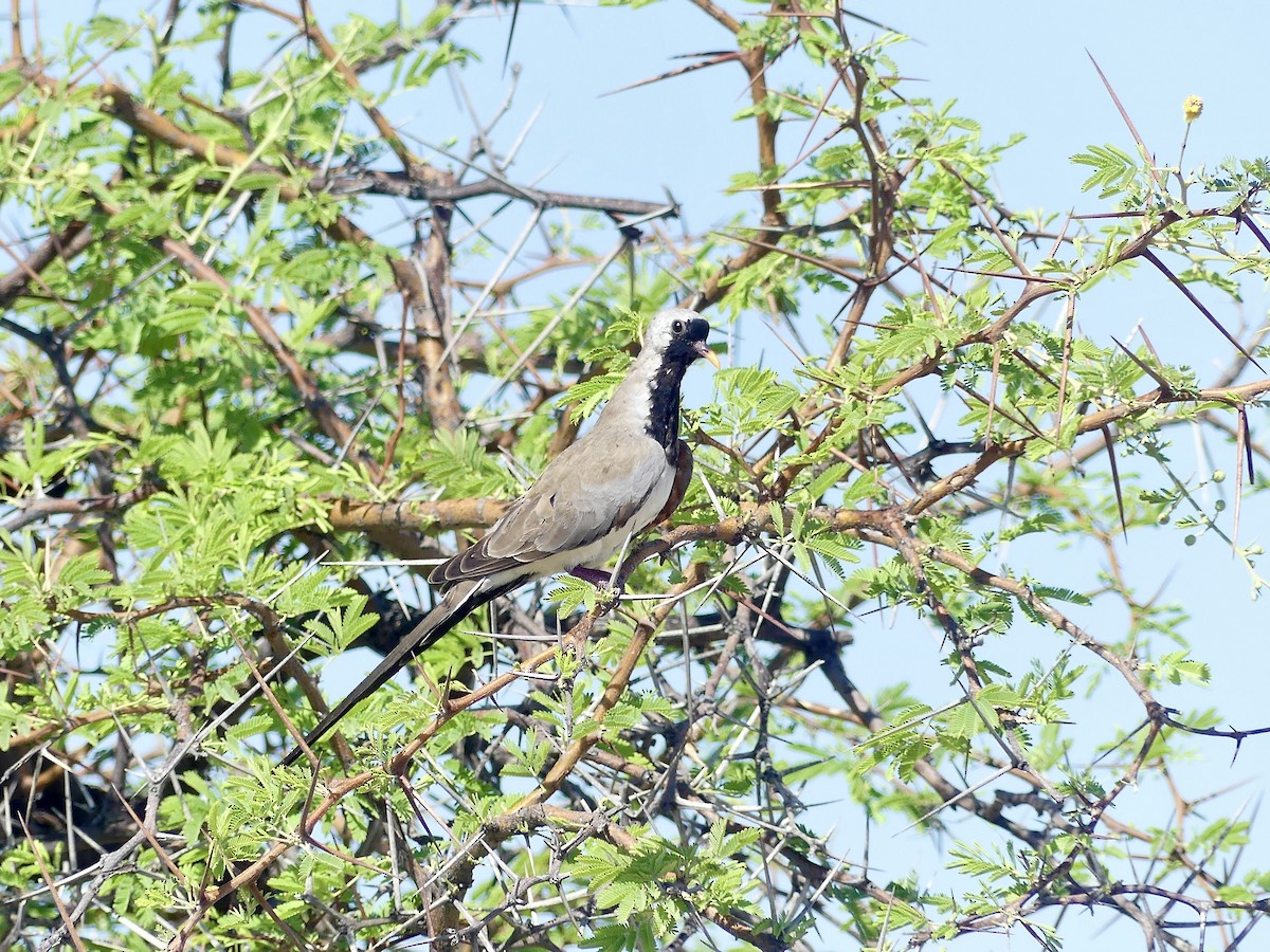 Tourtelette masquée - ML646602427