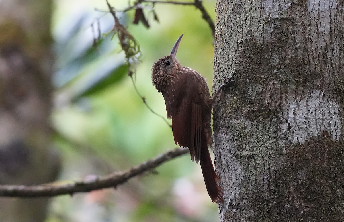 Grimpar atlantique - ML646602428