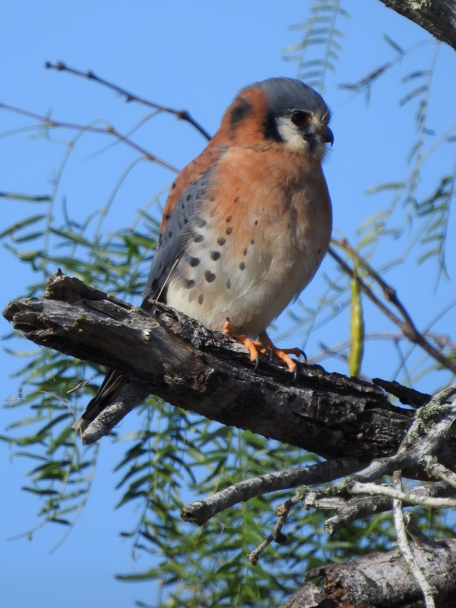 Crécerelle d'Amérique - ML646602429