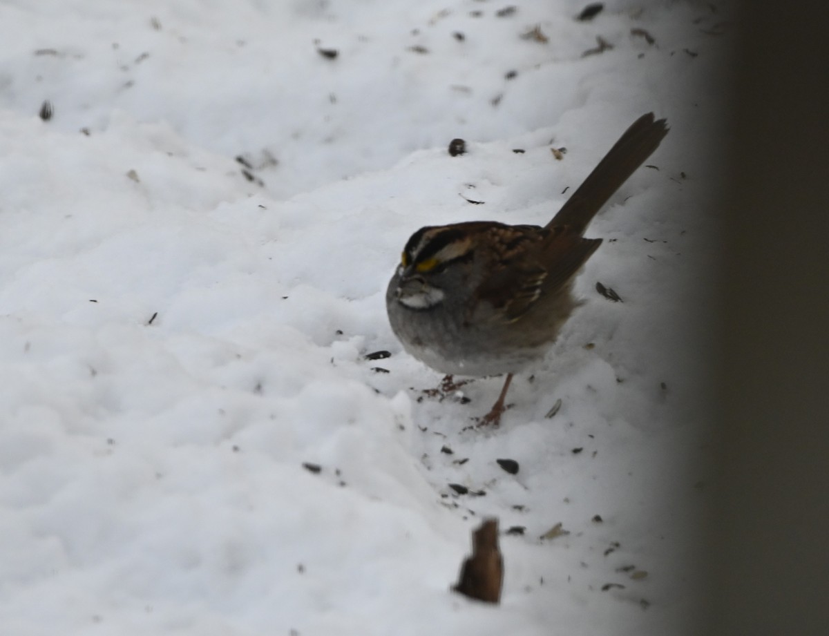 Bruant à gorge blanche - ML646602430