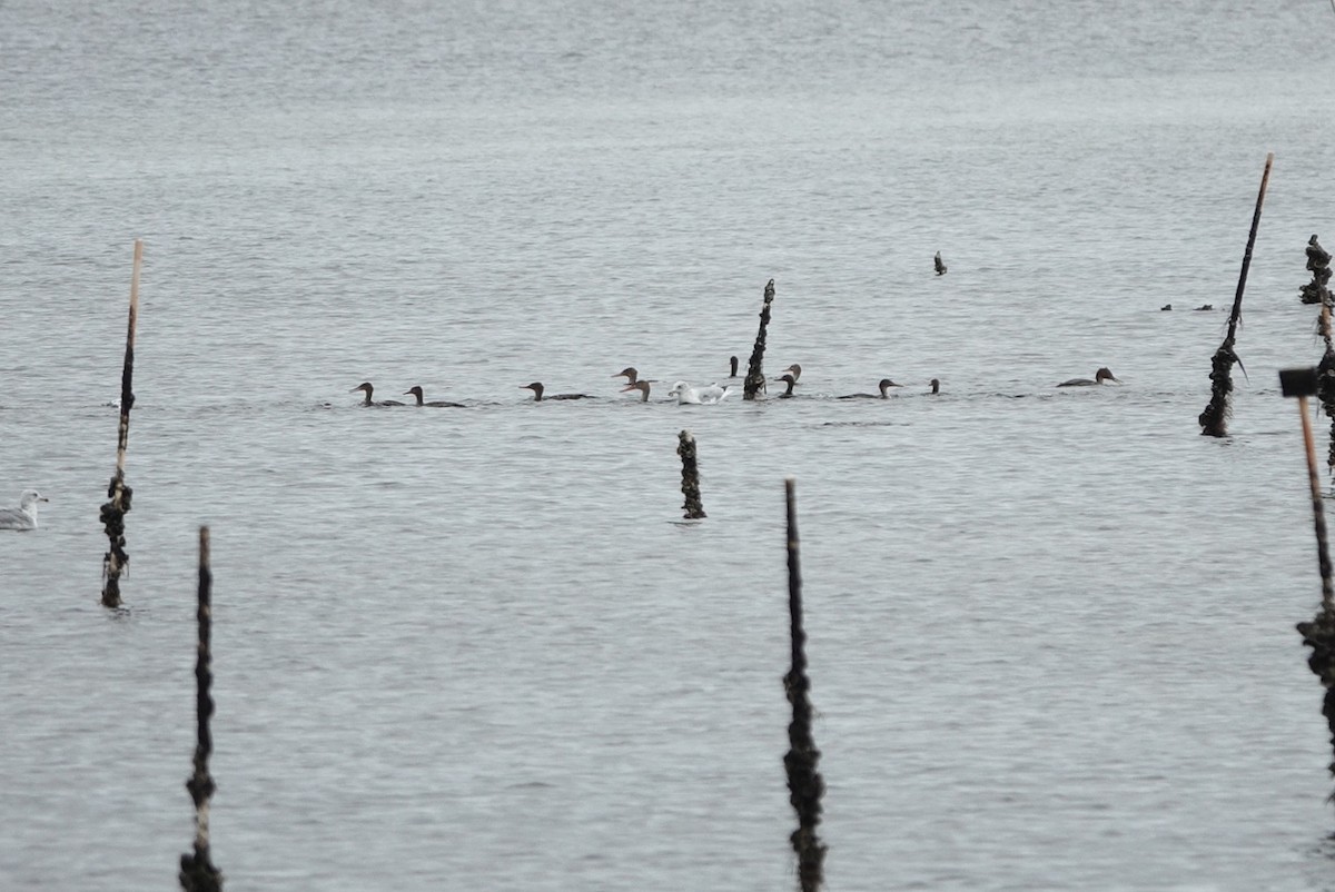 Harle huppé - ML646602431