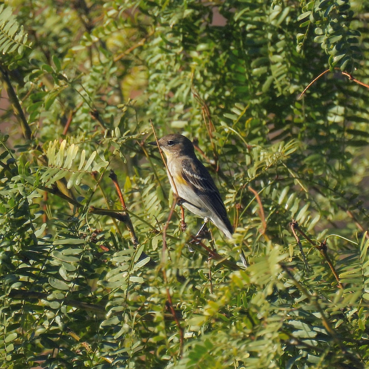Paruline à croupion jaune - ML646602432