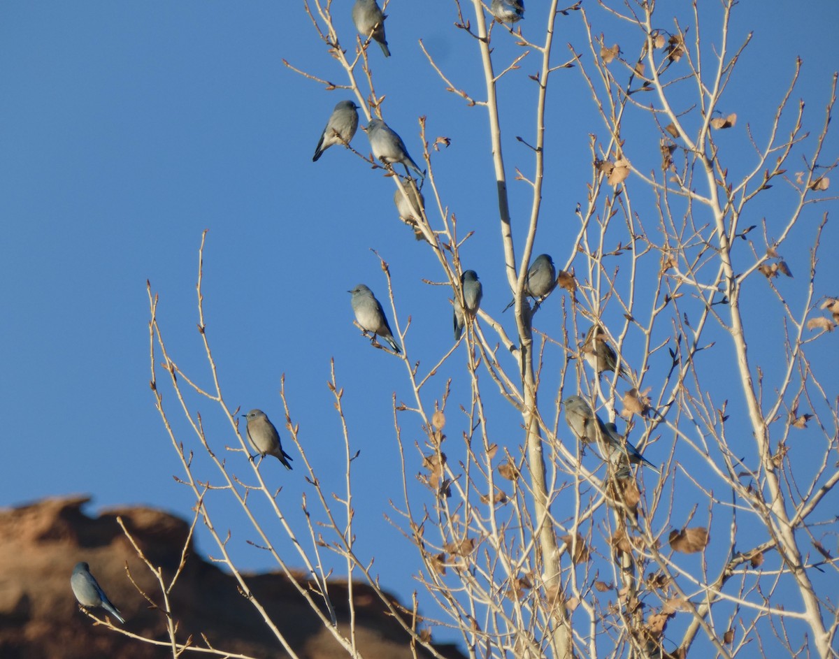 Merlebleu azuré - ML646602433