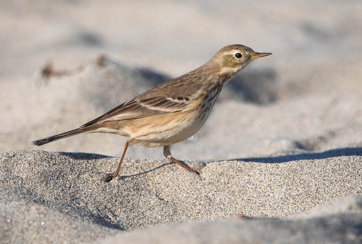 Pipit d'Amérique - ML646602434