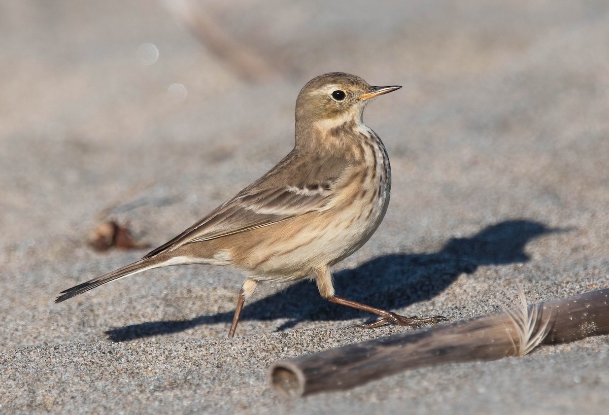 Pipit d'Amérique - ML646602435