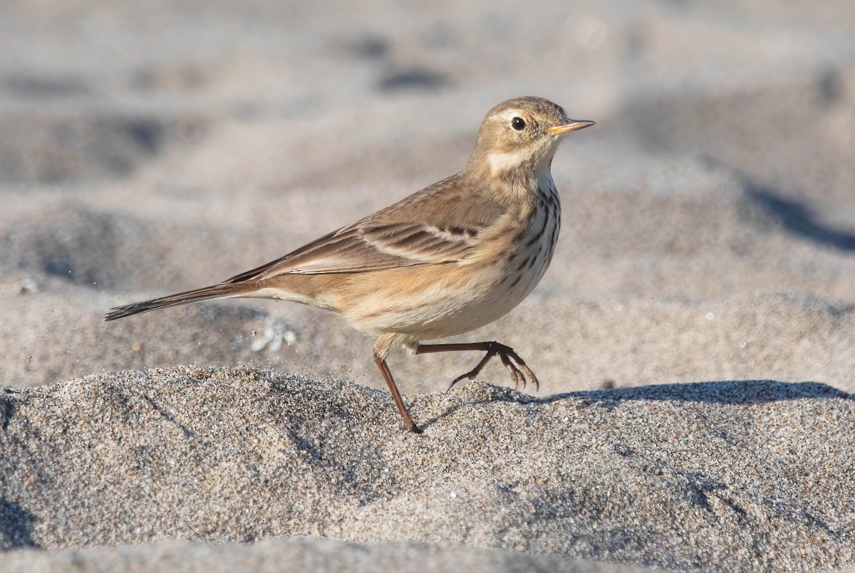 Pipit d'Amérique - ML646602436