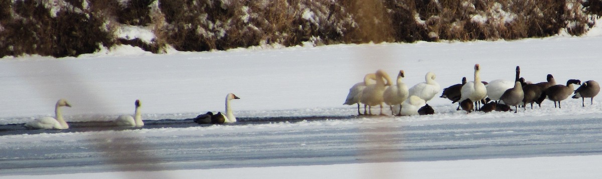 Cygne siffleur - ML646602437