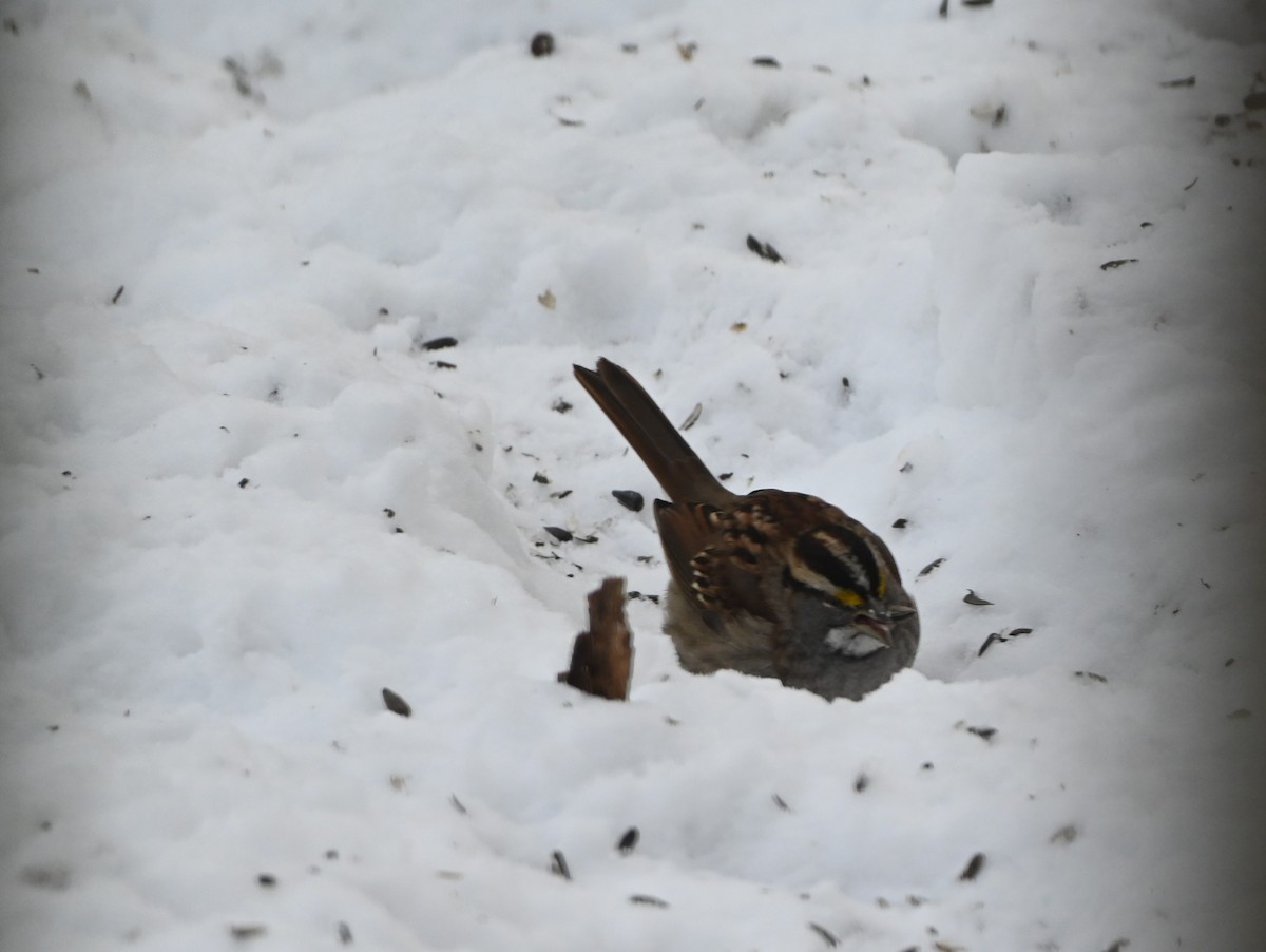 Bruant à gorge blanche - ML646602438