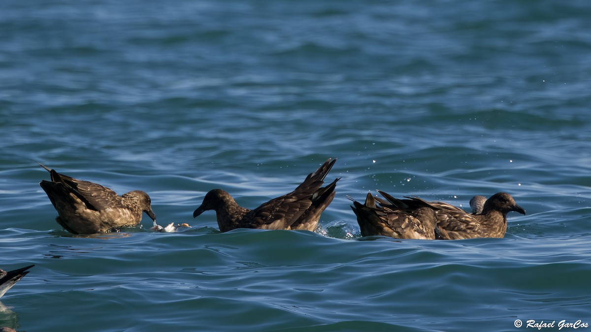 Grand Labbe - ML646602439