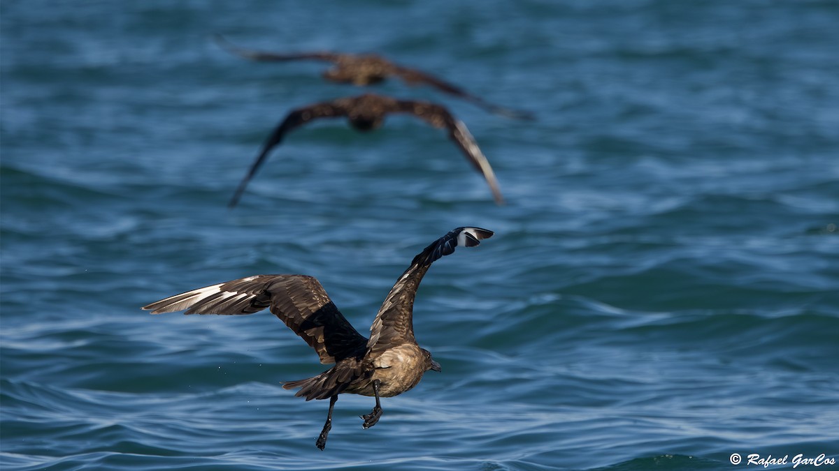 Grand Labbe - ML646602440