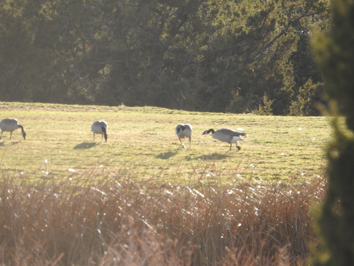 Bernache du Canada - ML646602441
