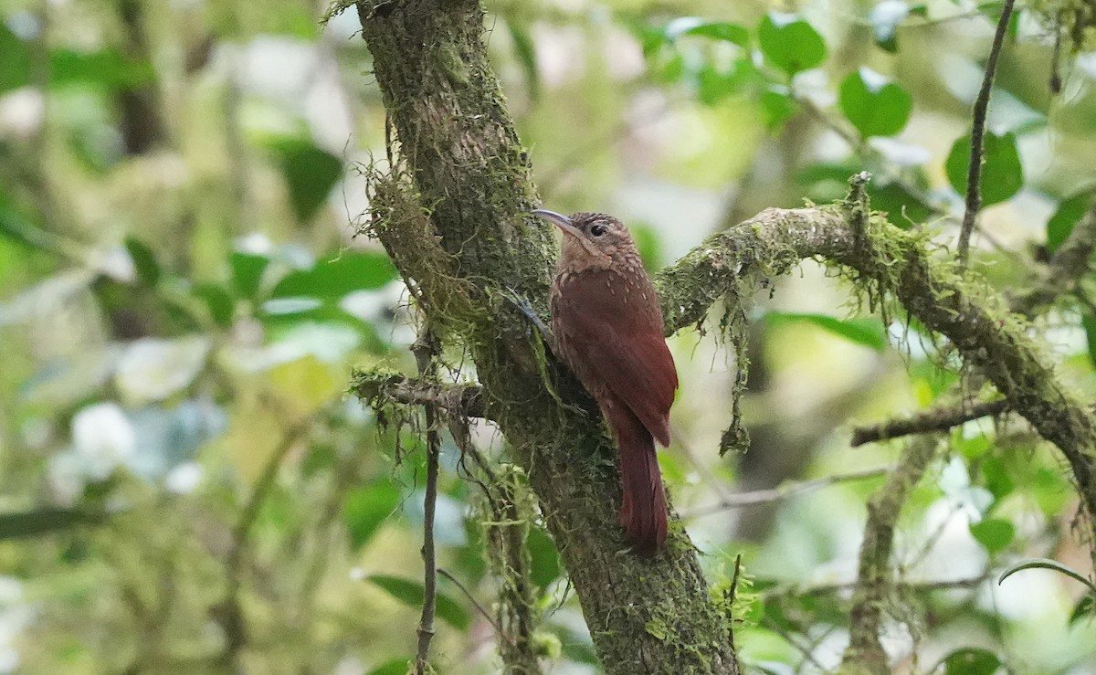 Grimpar atlantique - ML646602442