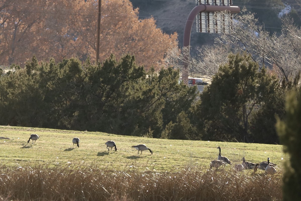 Bernache du Canada - ML646602443