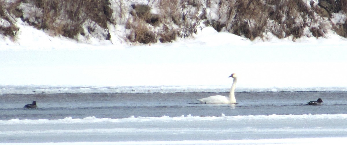 Cygne siffleur - ML646602447