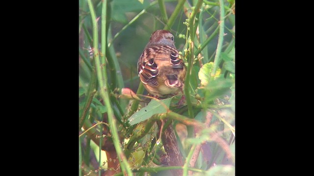 White-crowned Sparrow (leucophrys) - ML646602448
