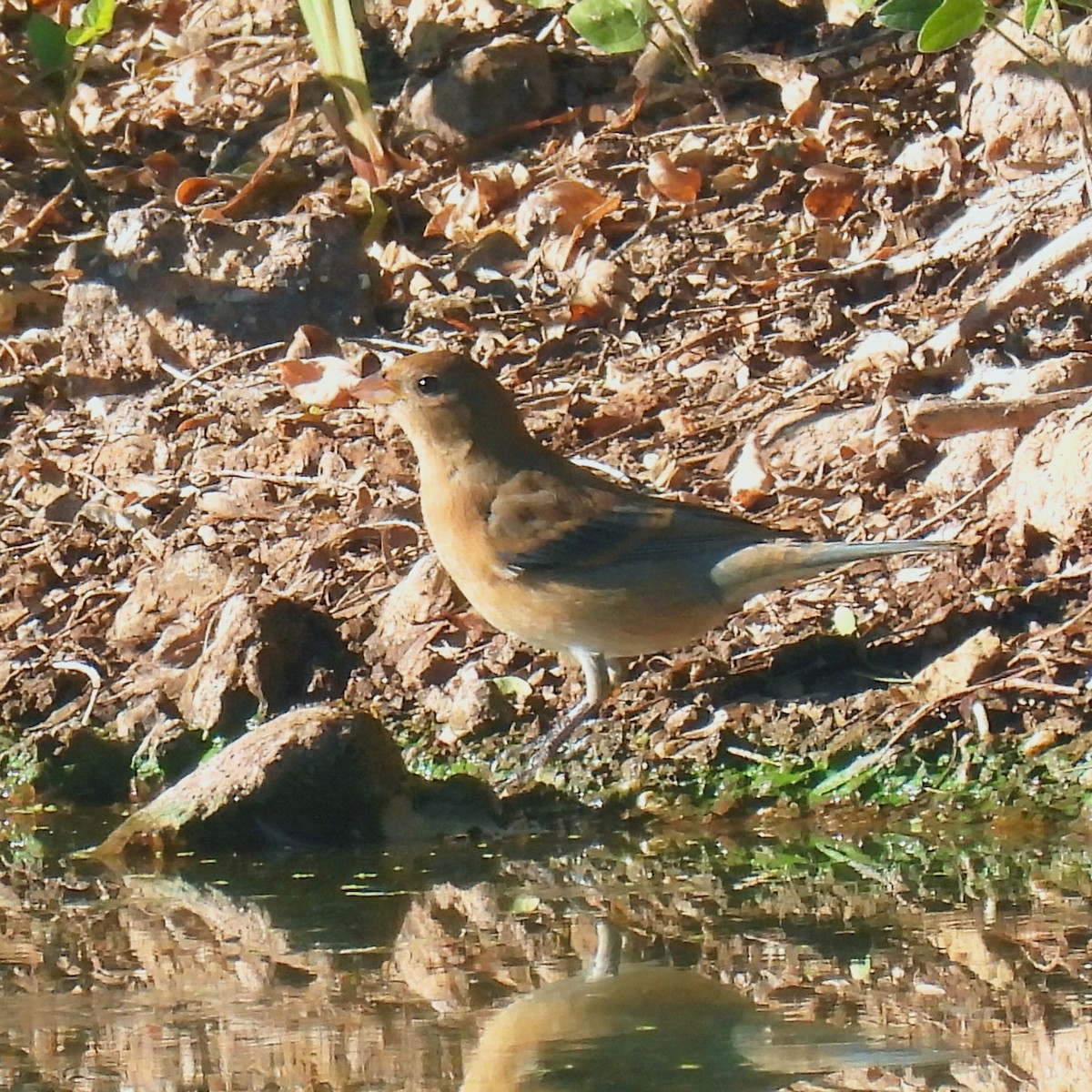 Passerin azuré - ML646602450