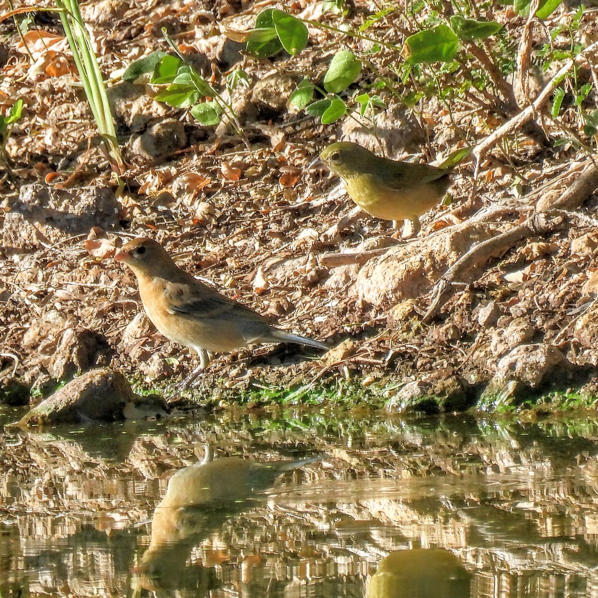 Passerin azuré - ML646602451