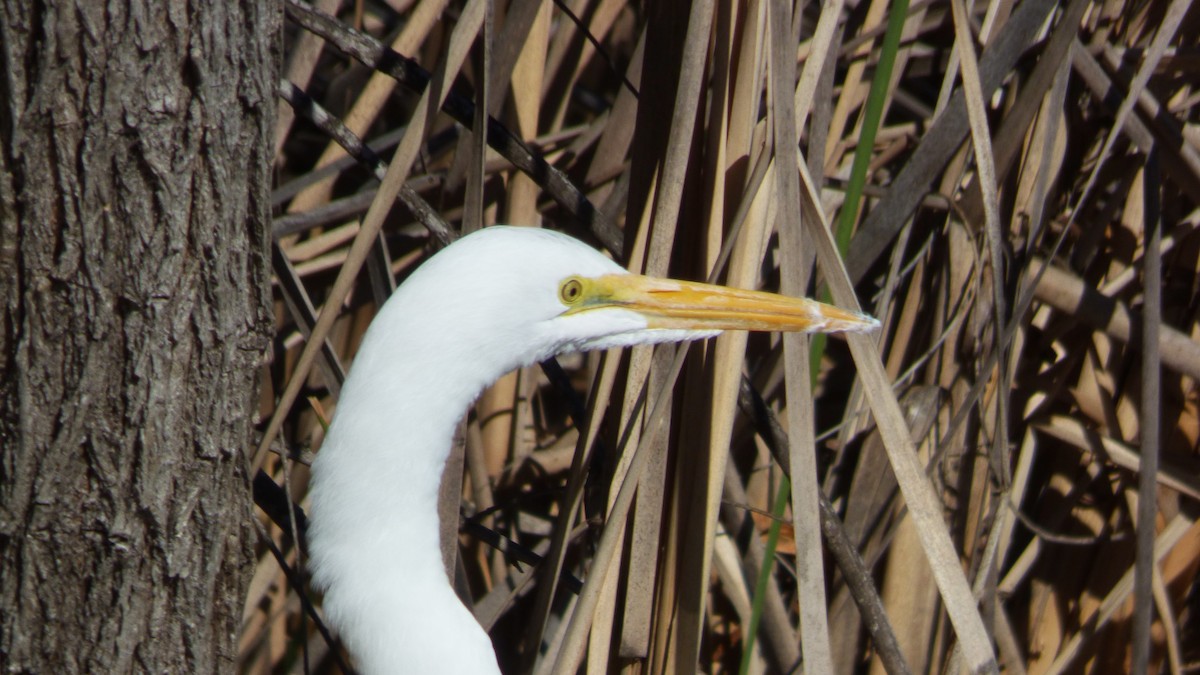 Koartza zuria - ML646602452