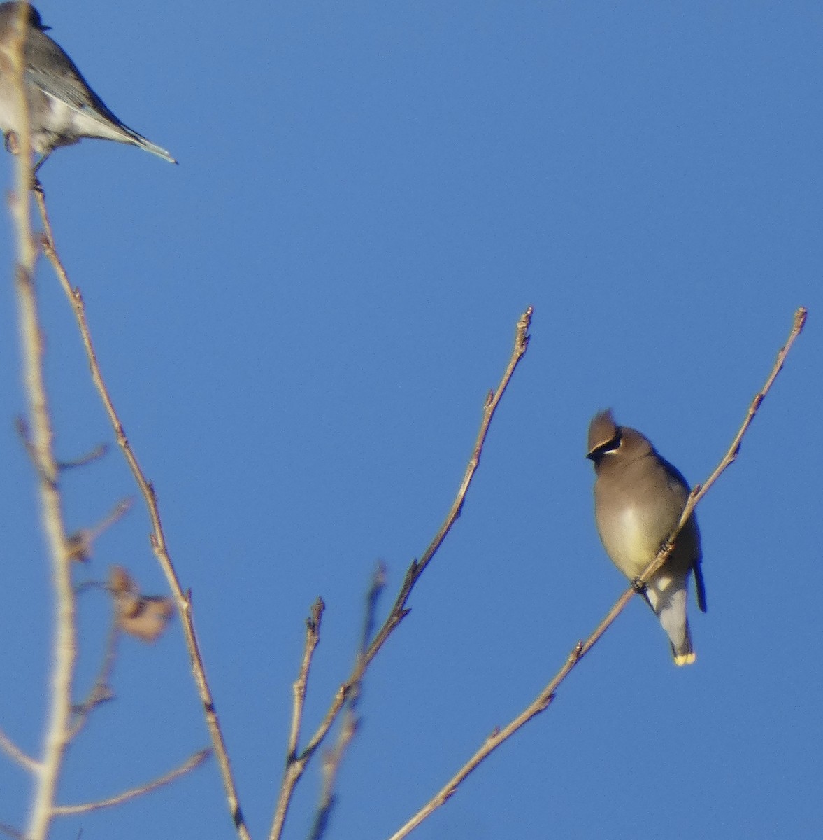 Cedar Waxwing - ML646602455