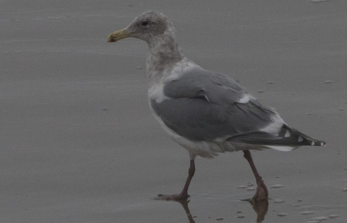 Glaucous-winged Gull - ML646602456