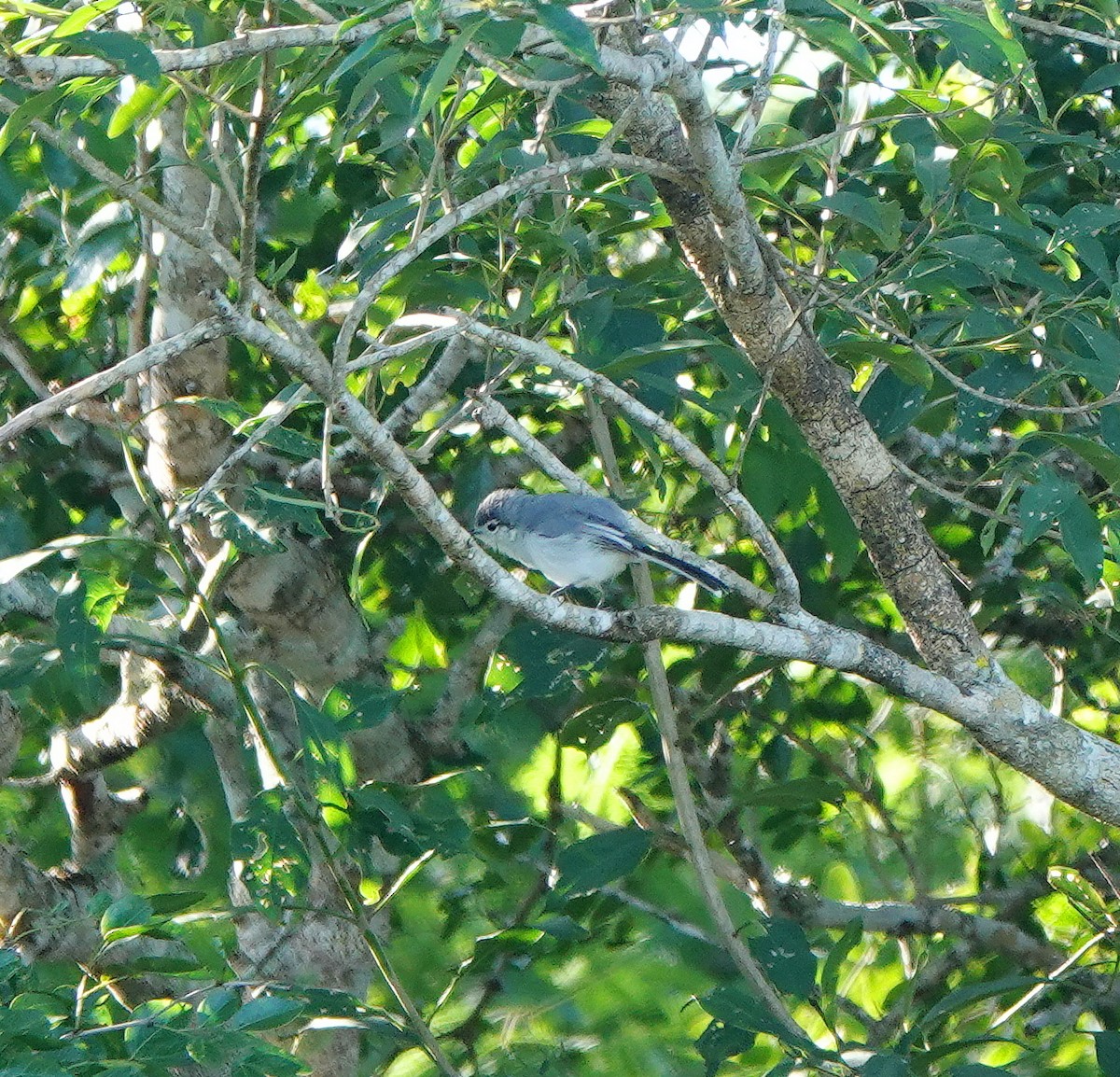 Yucatánmückenfänger - ML646602458