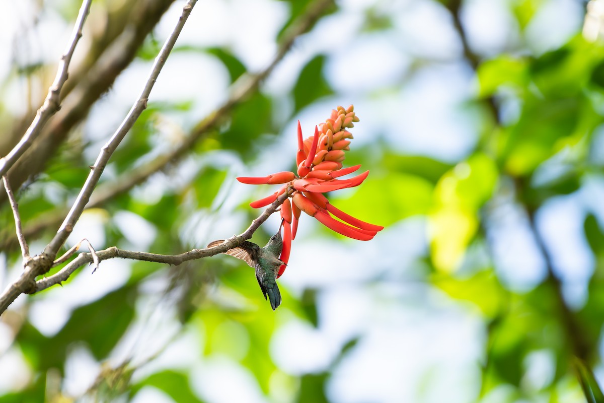 Colibri de Cuvier - ML646602459