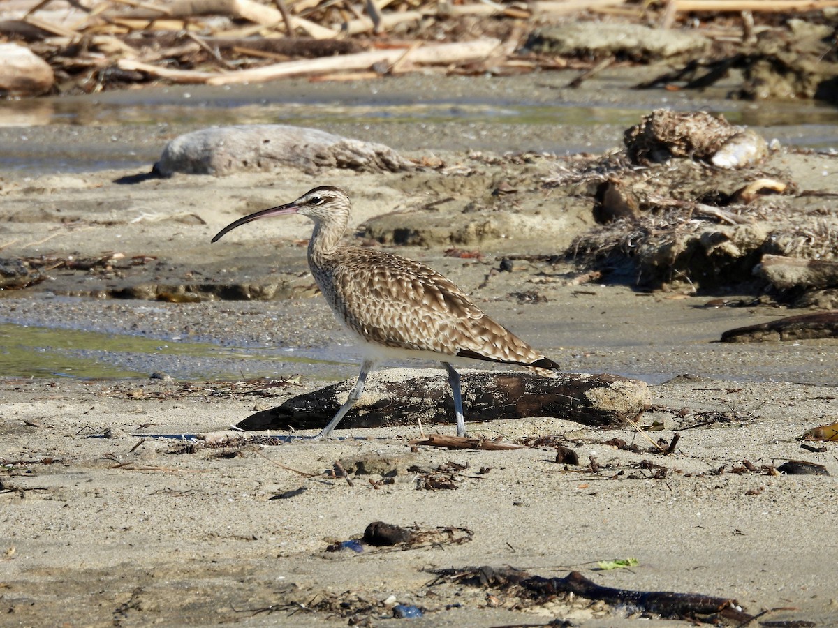 美洲中杓鷸 - ML646602460