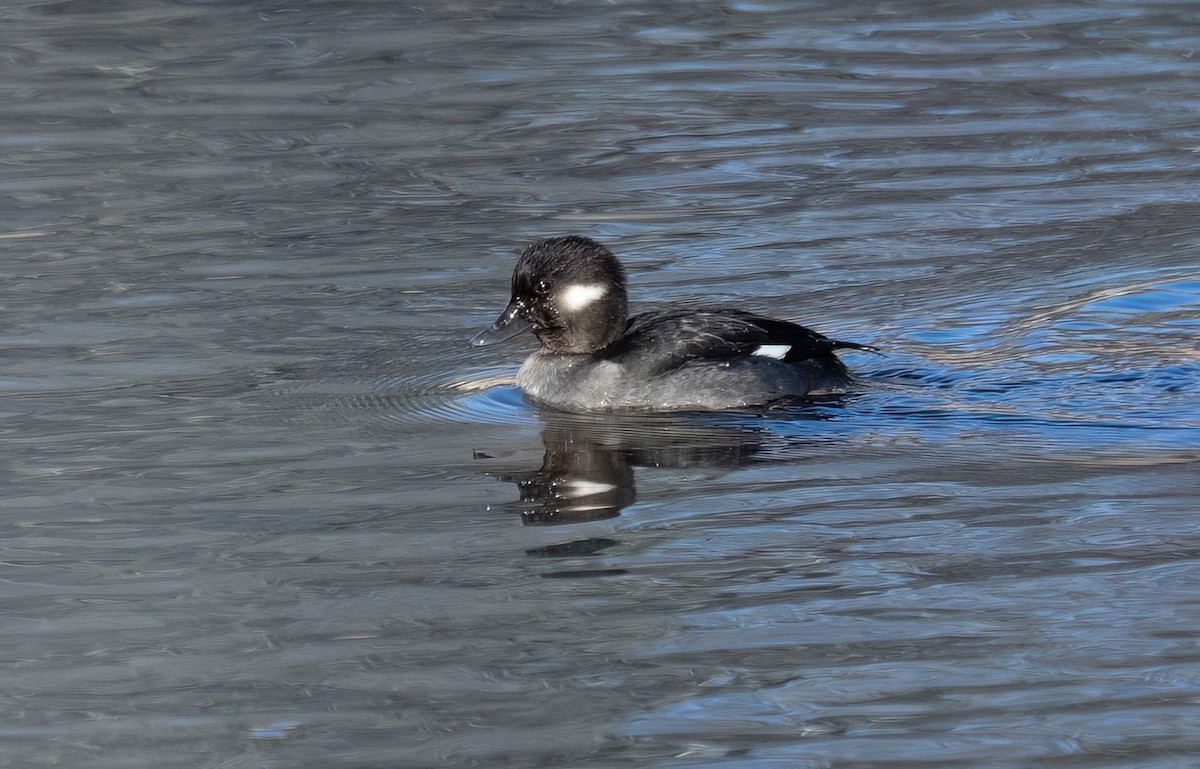 Bufflehead - ML646602461