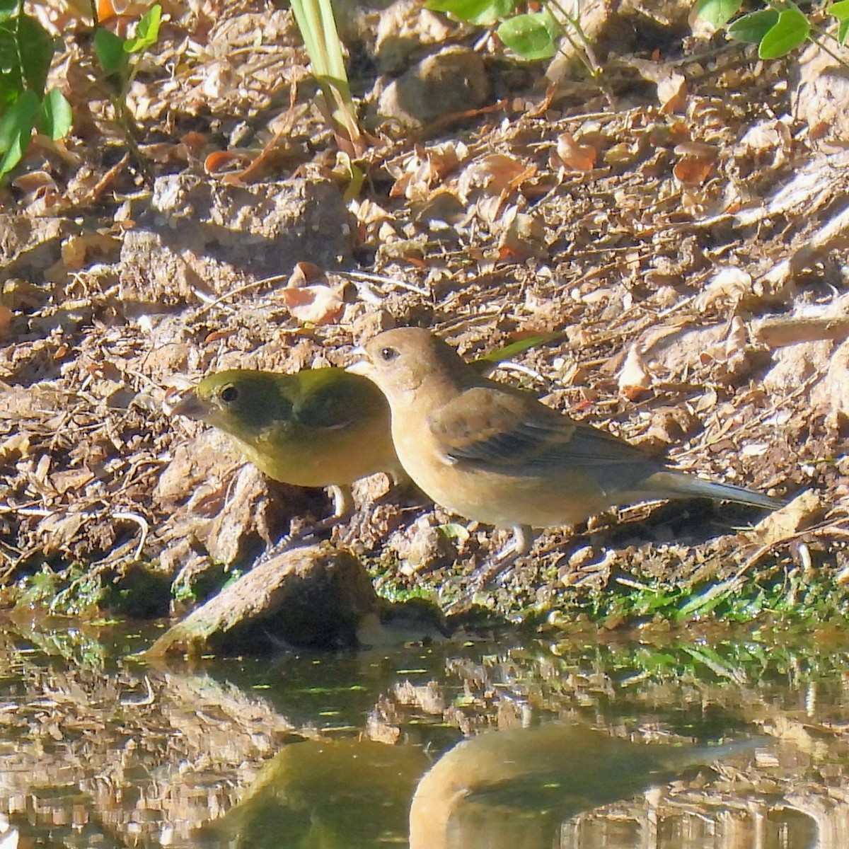 Painted Bunting - ML646602462