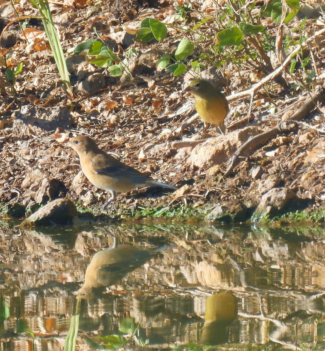 Painted Bunting - ML646602463