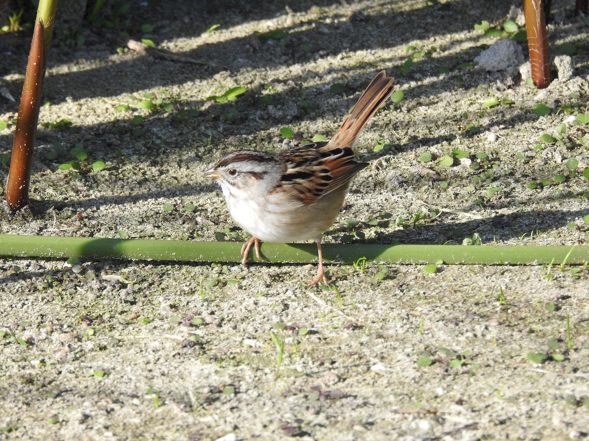 Bruant des marais - ML646602464