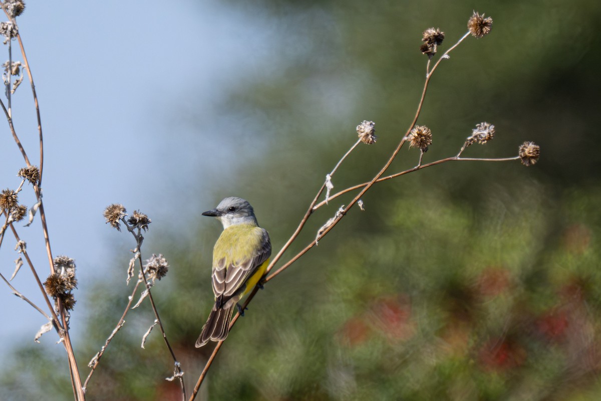 Couch's Kingbird - ML646602469