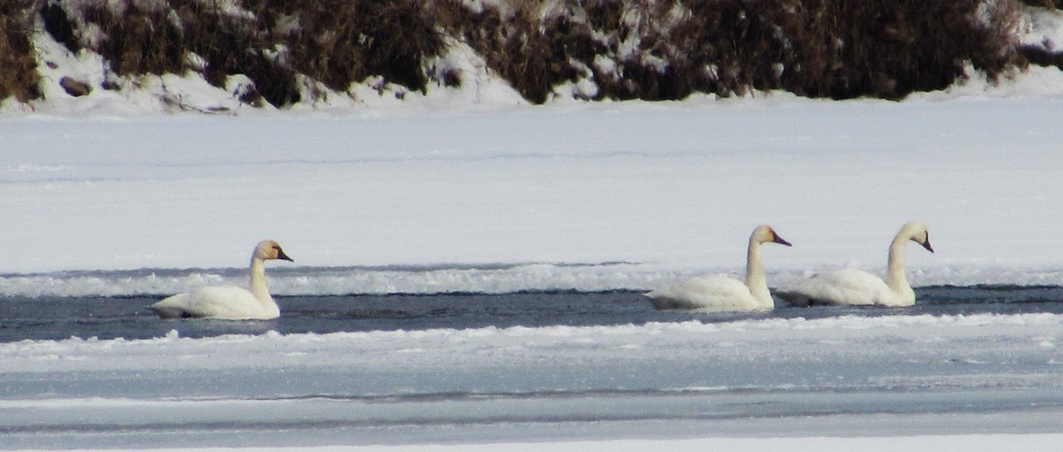 Американский лебедь - ML646602470