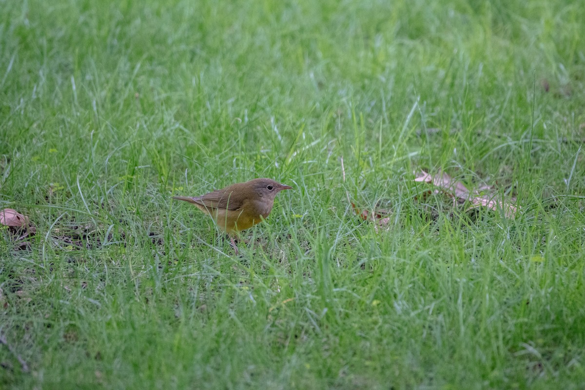 Connecticut Warbler - ML646602471