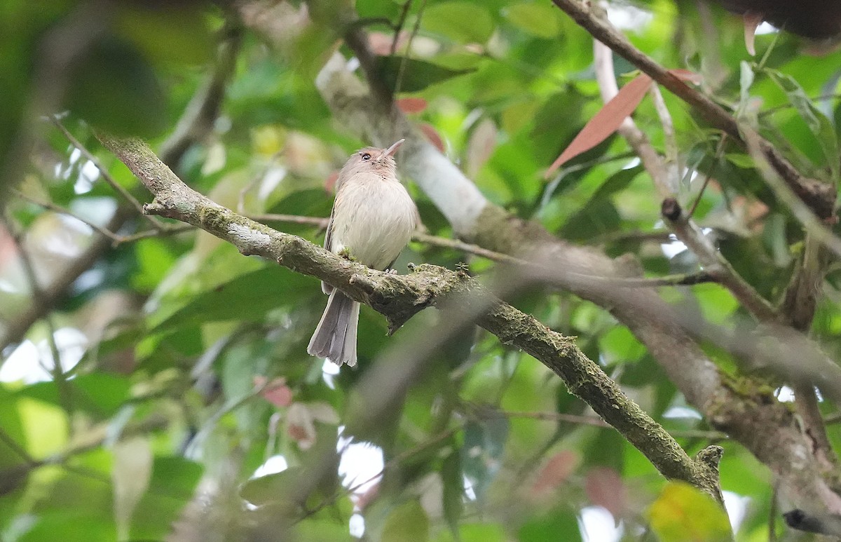 Buff-breasted Tody-Tyrant - ML646602478