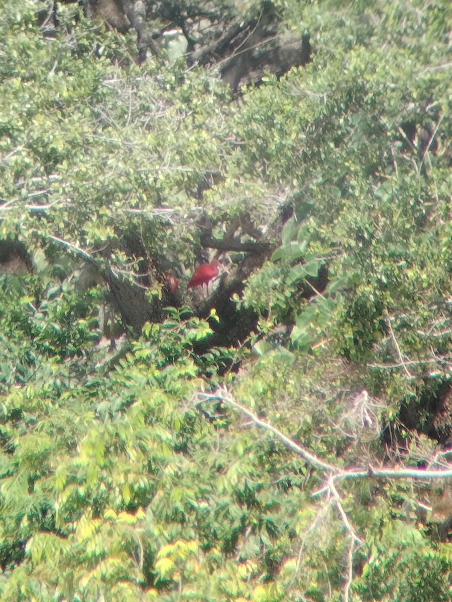 Scarlet Ibis - ML646602480