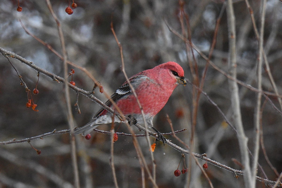 Pine Grosbeak - ML646602483