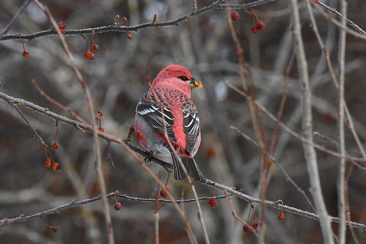 Pine Grosbeak - ML646602484