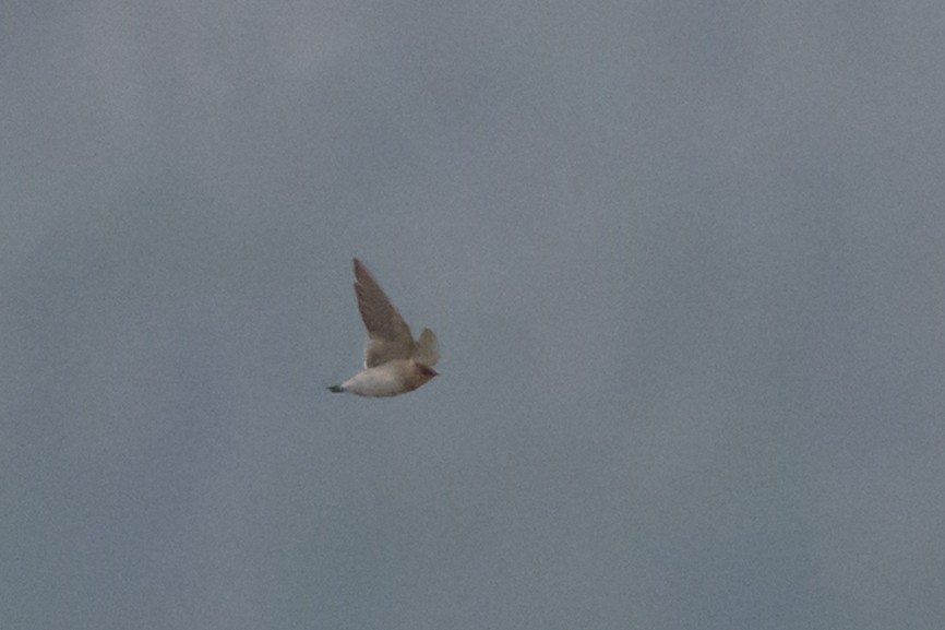 Cave Swallow - ML646602485