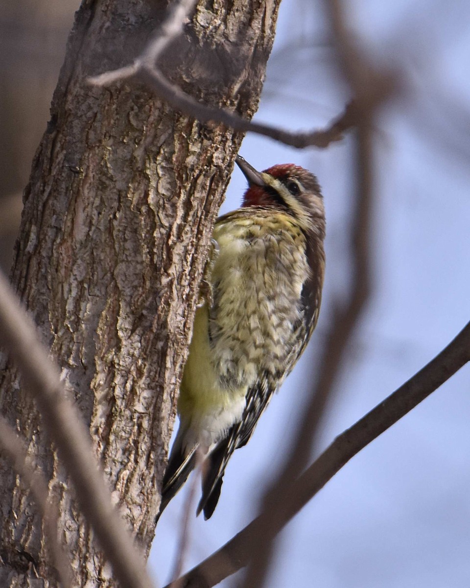 シルスイキツツキ - ML646602488