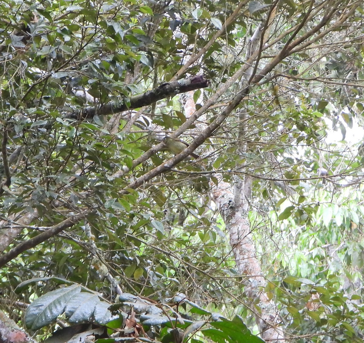 Pale-edged Flycatcher - ML646602494