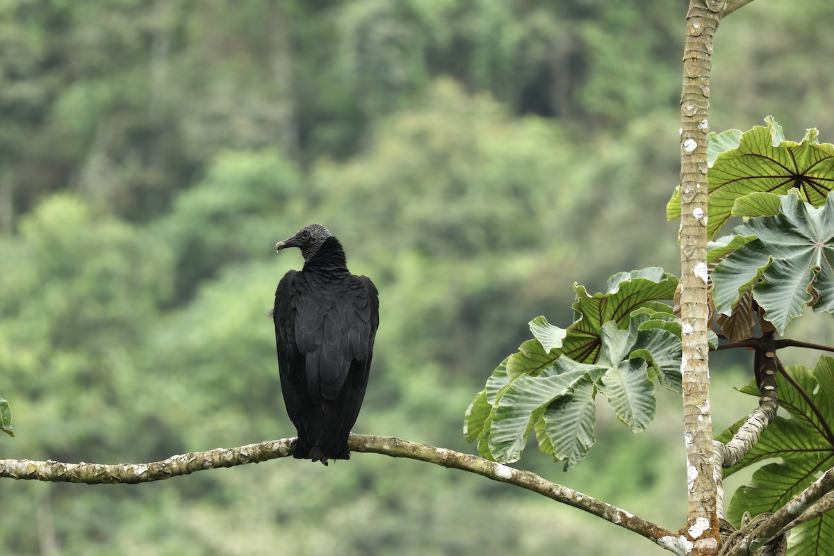 Black Vulture - ML646602495