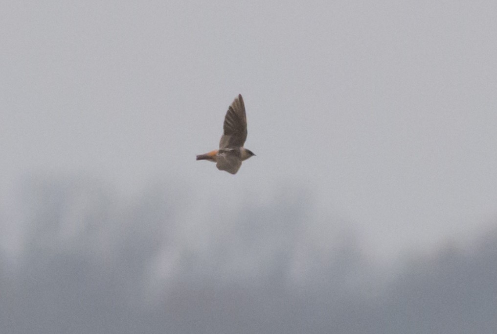 Cave Swallow - ML646602496