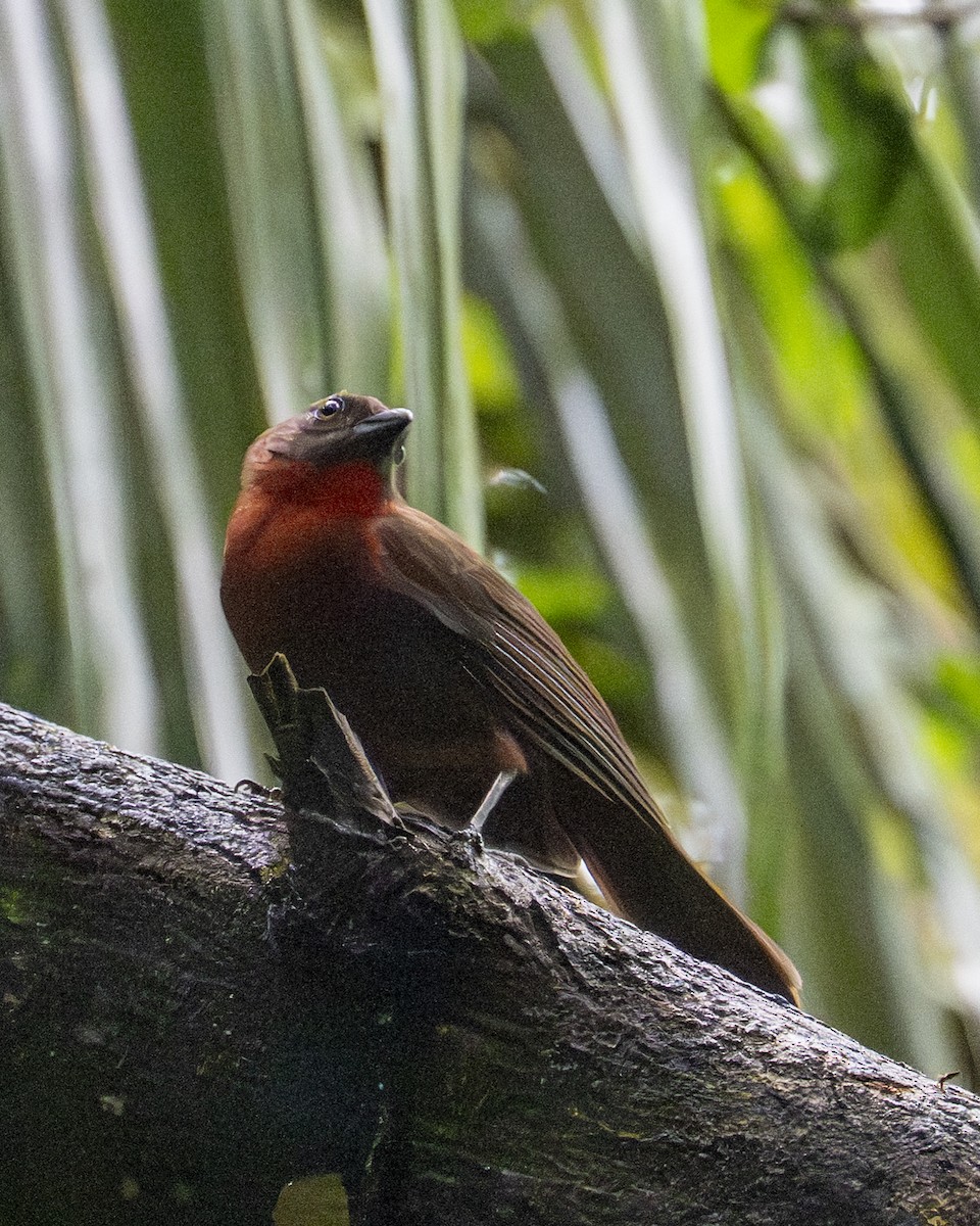 Габія червоногорла - ML646602497
