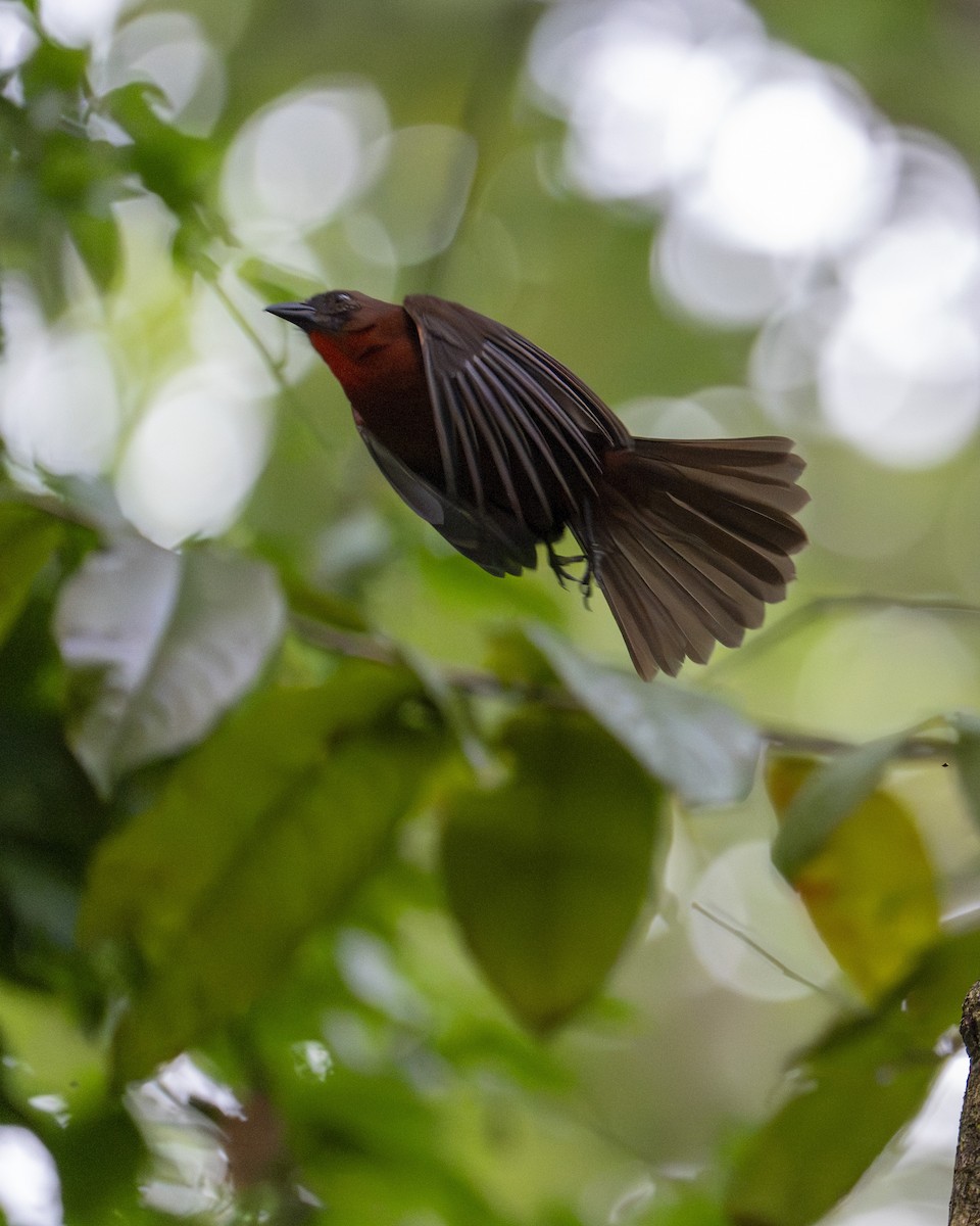 Габія червоногорла - ML646602498