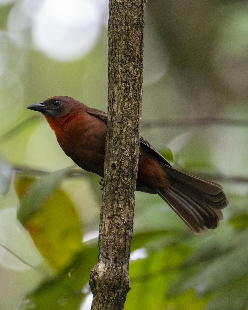 Габія червоногорла - ML646602499