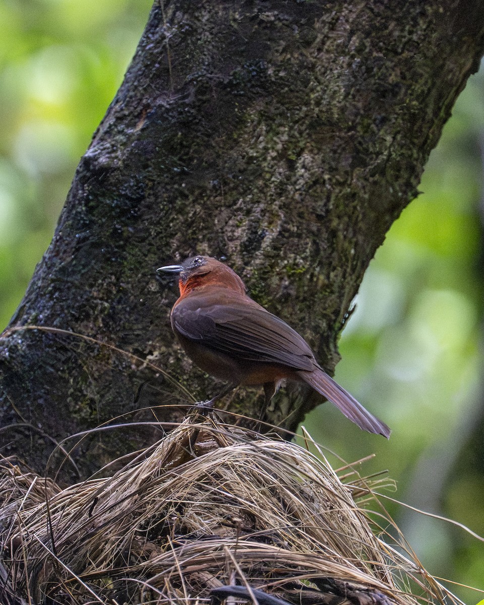 Габія червоногорла - ML646602500